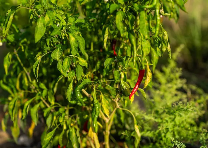 호텔 Karaincir Datca 3*